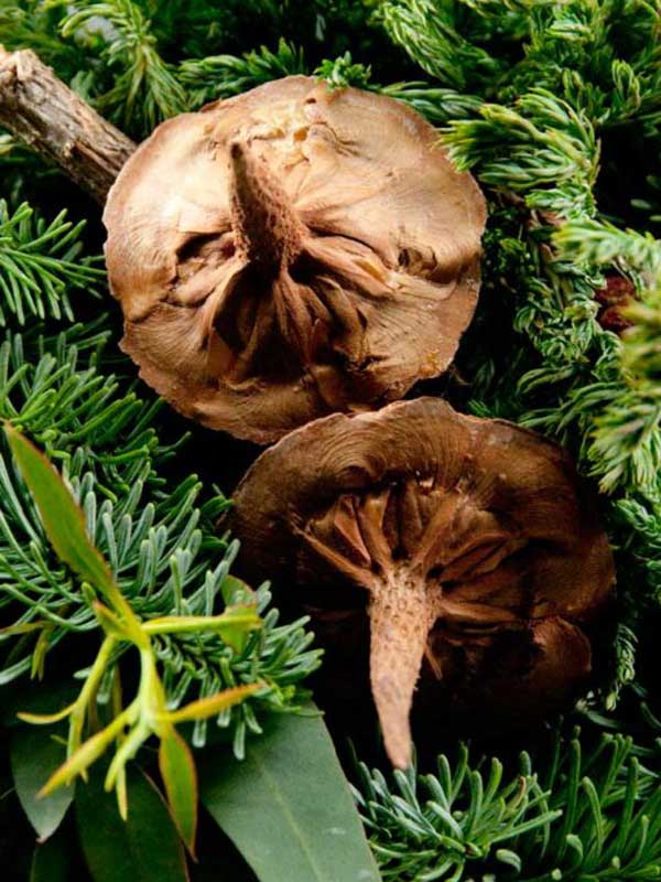 cederbasis als decoratie in kerststukje