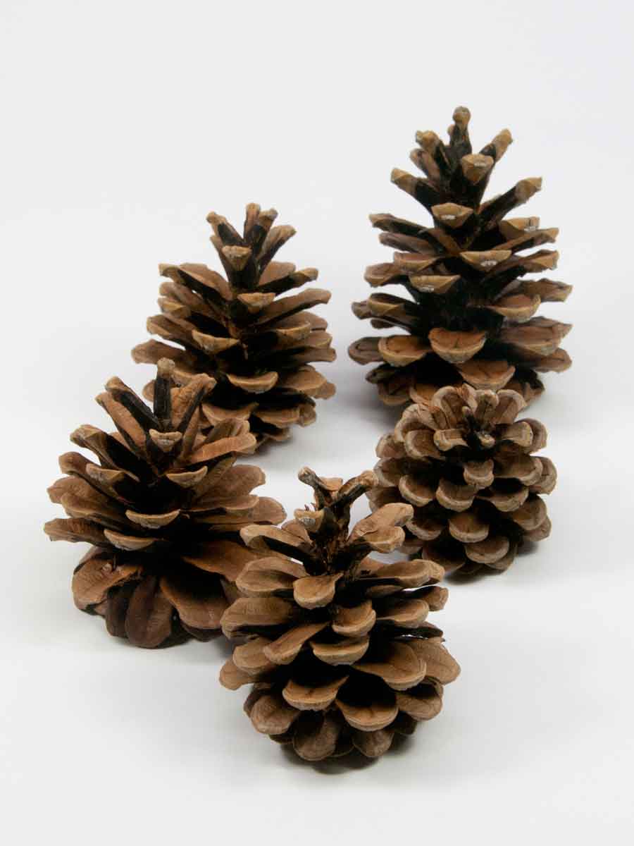 dennenappels voor kerststukjes
