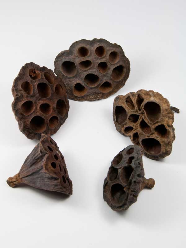 decoratieve lotus medi